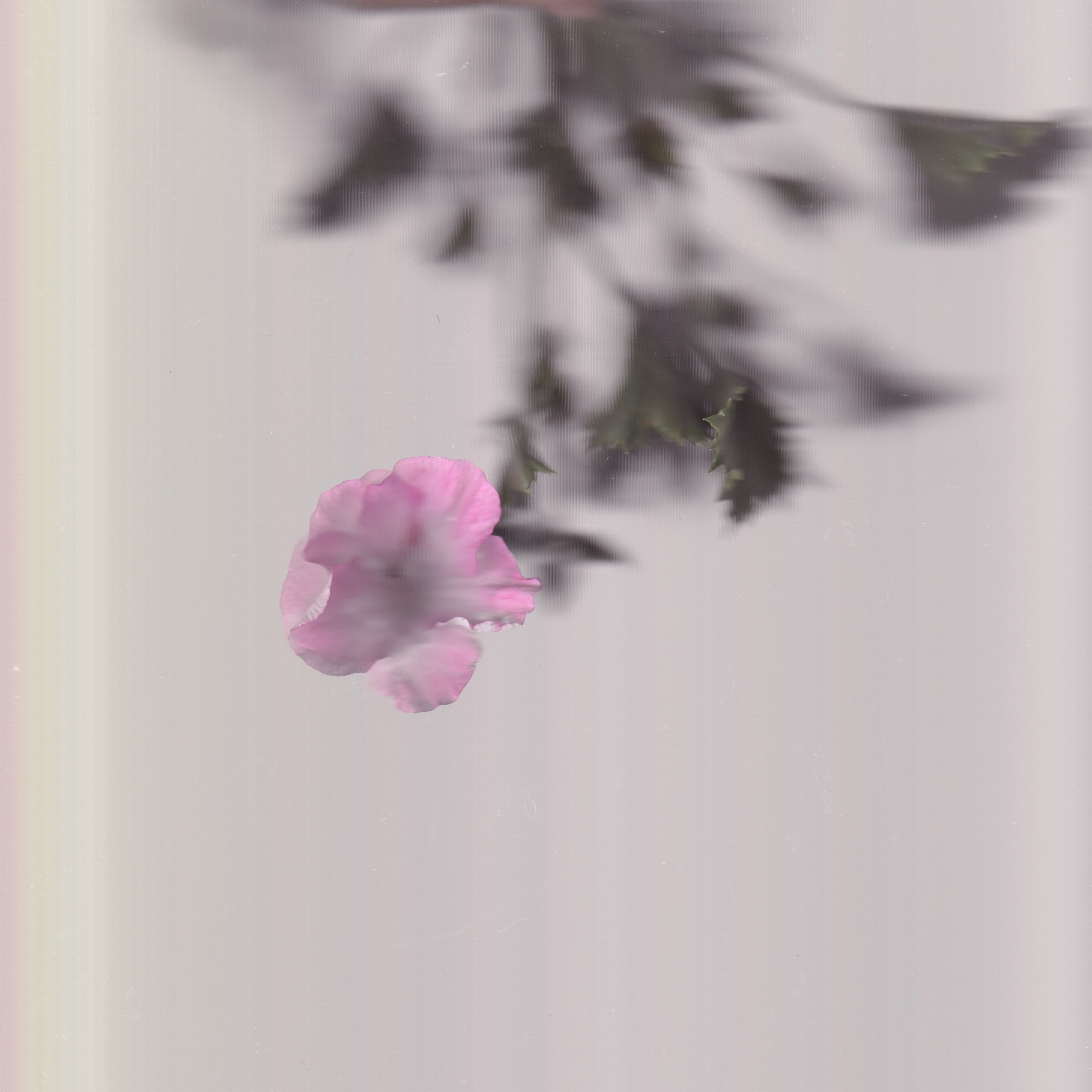 The Flower That Blooms in Winter: Camellia Japonica