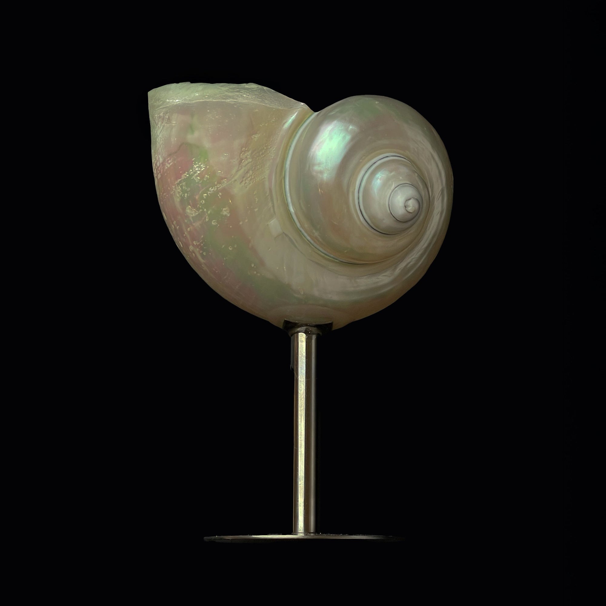 Seashell Glasses